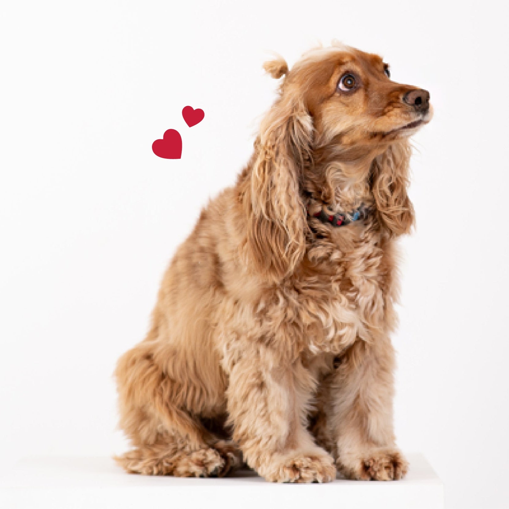 Dog sitting on a white background with small red hearts above its head